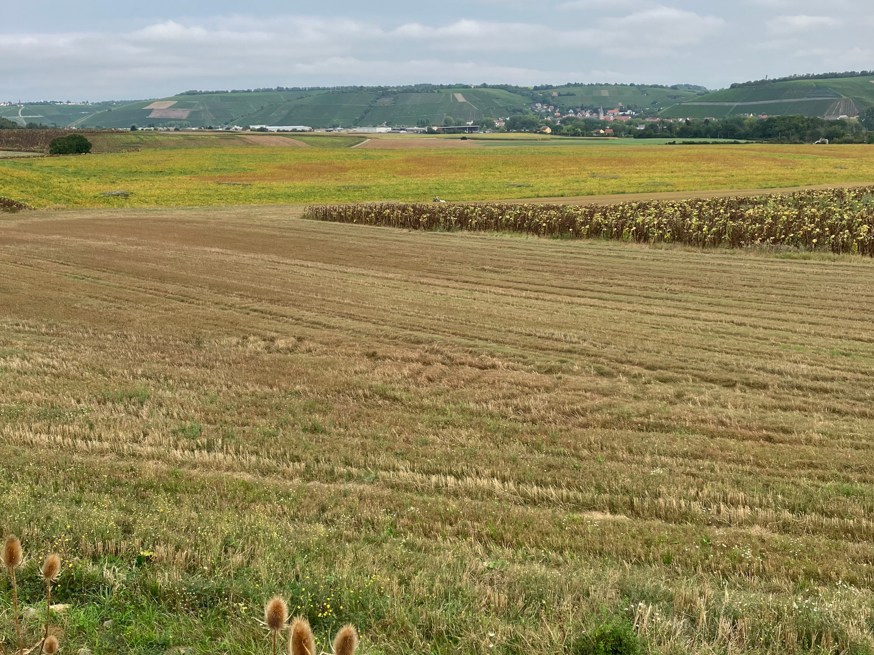 Pflanzfläche in Heidingsfeld, Foto: Karl-Georg Schönmüller Pflanzfläche in Heidingsfeld; Foto: Karl-Georg Schönmüller