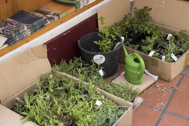 Pflanzentasuchbörse, Foto: Gudrun Müler Pflanzentasuchbörse, Foto: Gudrun Müler