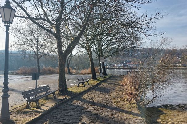 Platanen am Main bei Veitshöchheim; Foto: Armin Gense Platanen am Main bei Veitshöchheim; Foto: Armin Genser