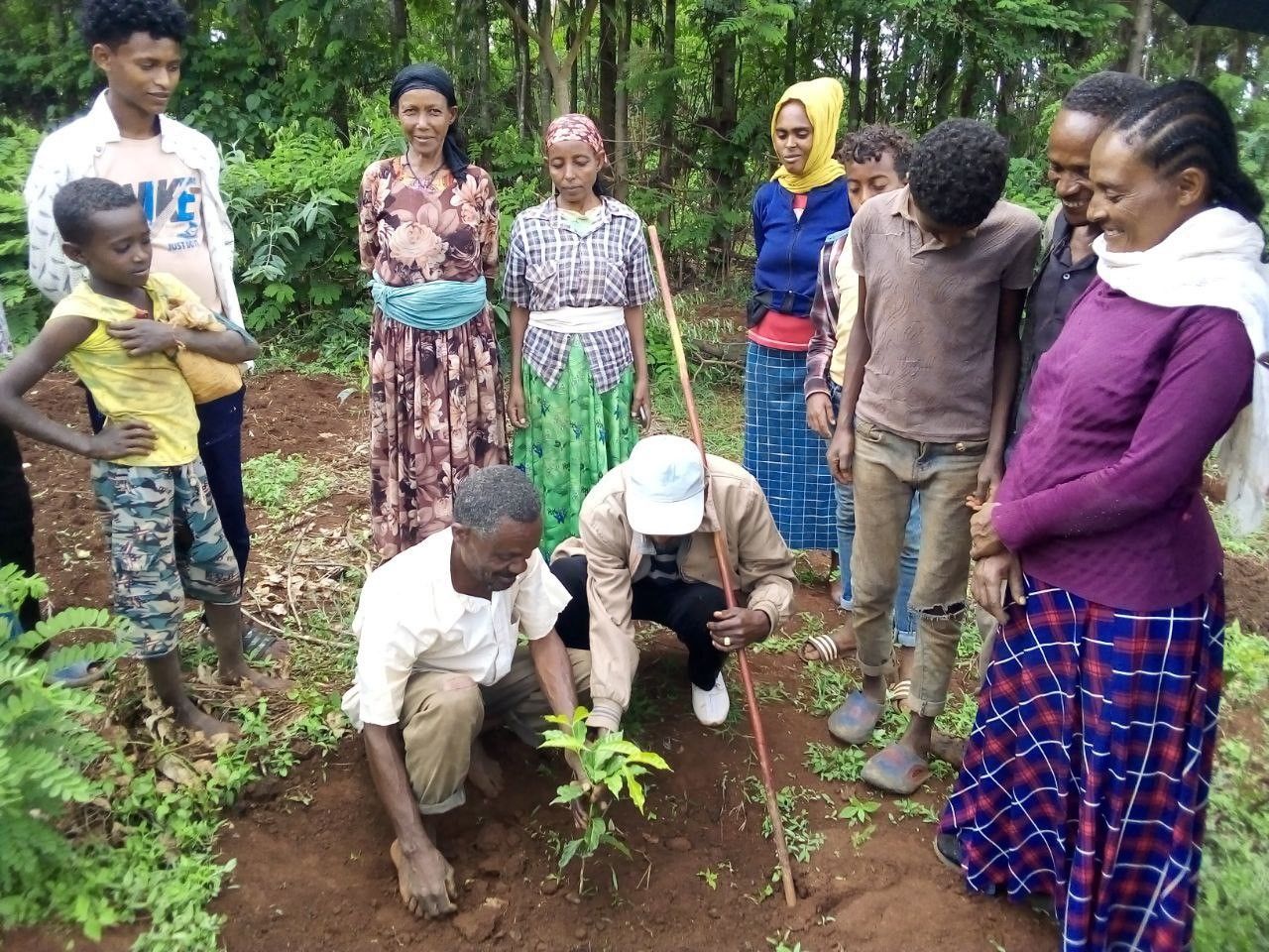 Auch in Äthiopien, im Projektgebiet Illu Gelan, rund 200 Kilometer westlich von Addis Abeba, wurde bereits in einer ersten Runde gepflanzt. Komplettiert wird die Aufforstung dann im Juni zu Beginn der nächsten Regenzeit (Bild Mfm) Auch in Äthiopien, im Projektgebiet Illu Gelan, rund 200 Kilometer westlich von Addis Abeba, wurde bereits in einer ersten Runde gepflanzt. Komplettiert wird die Aufforstung dann im Juni zu Beginn der nächsten Regenzeit.