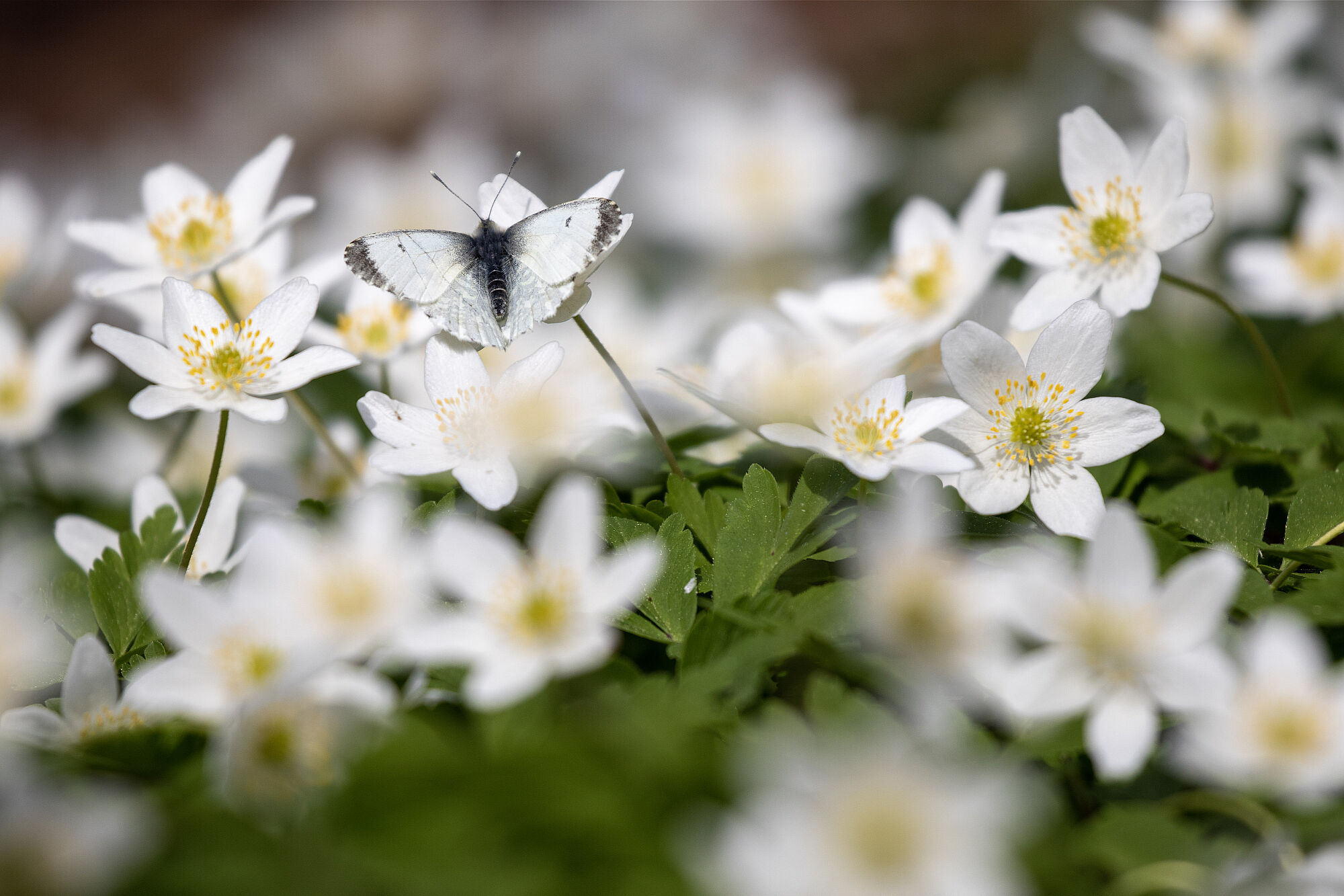 Bild: Buschwindröschen; Sonja Kreil Bild: Buschwindröschen; Sonja Kreil