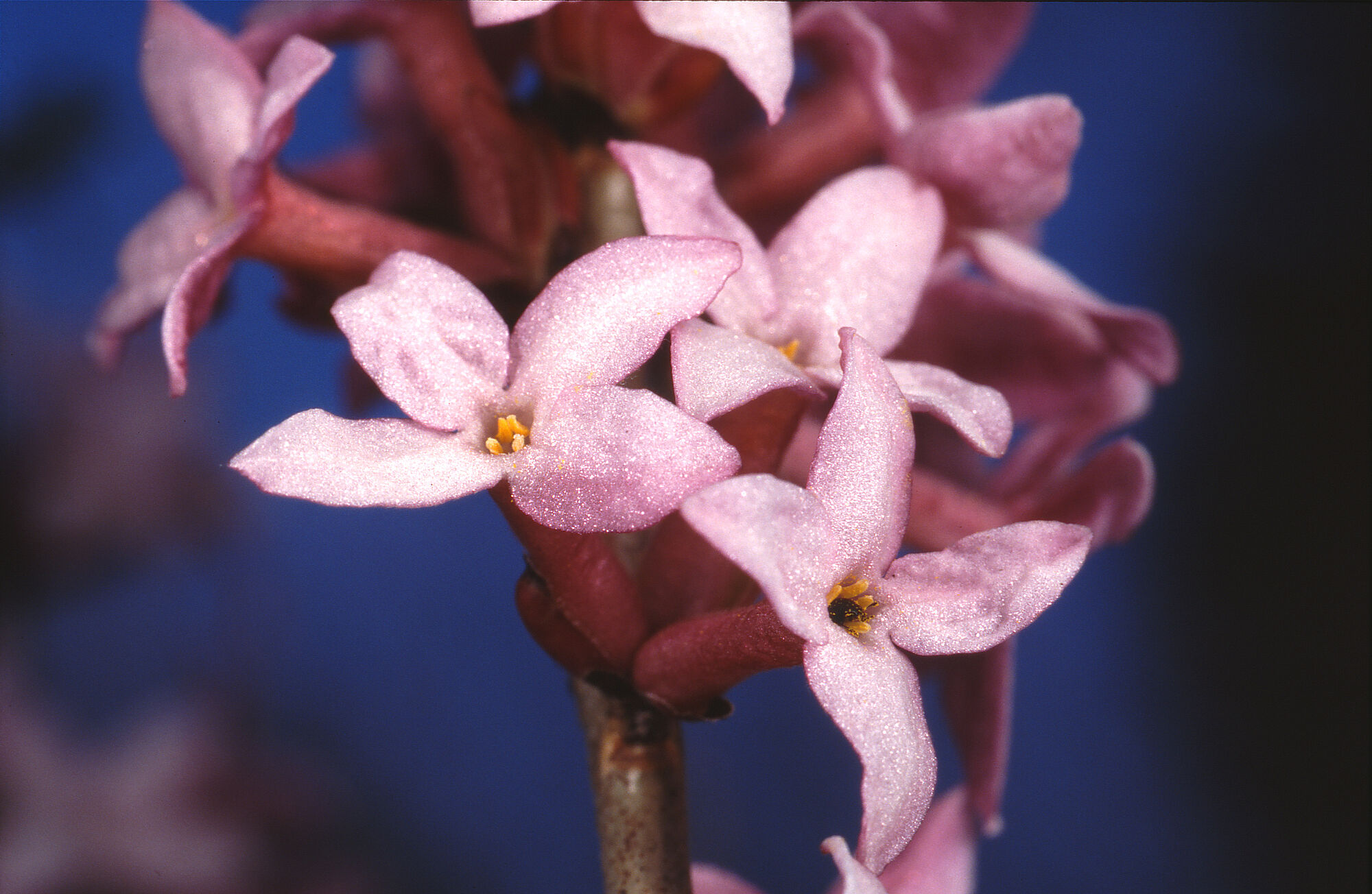 Bild: Gewöhnlicher Seidelbast; Wolfgang Willner Bild: Gewöhnlicher Seidelbast; Wolfgang Willner