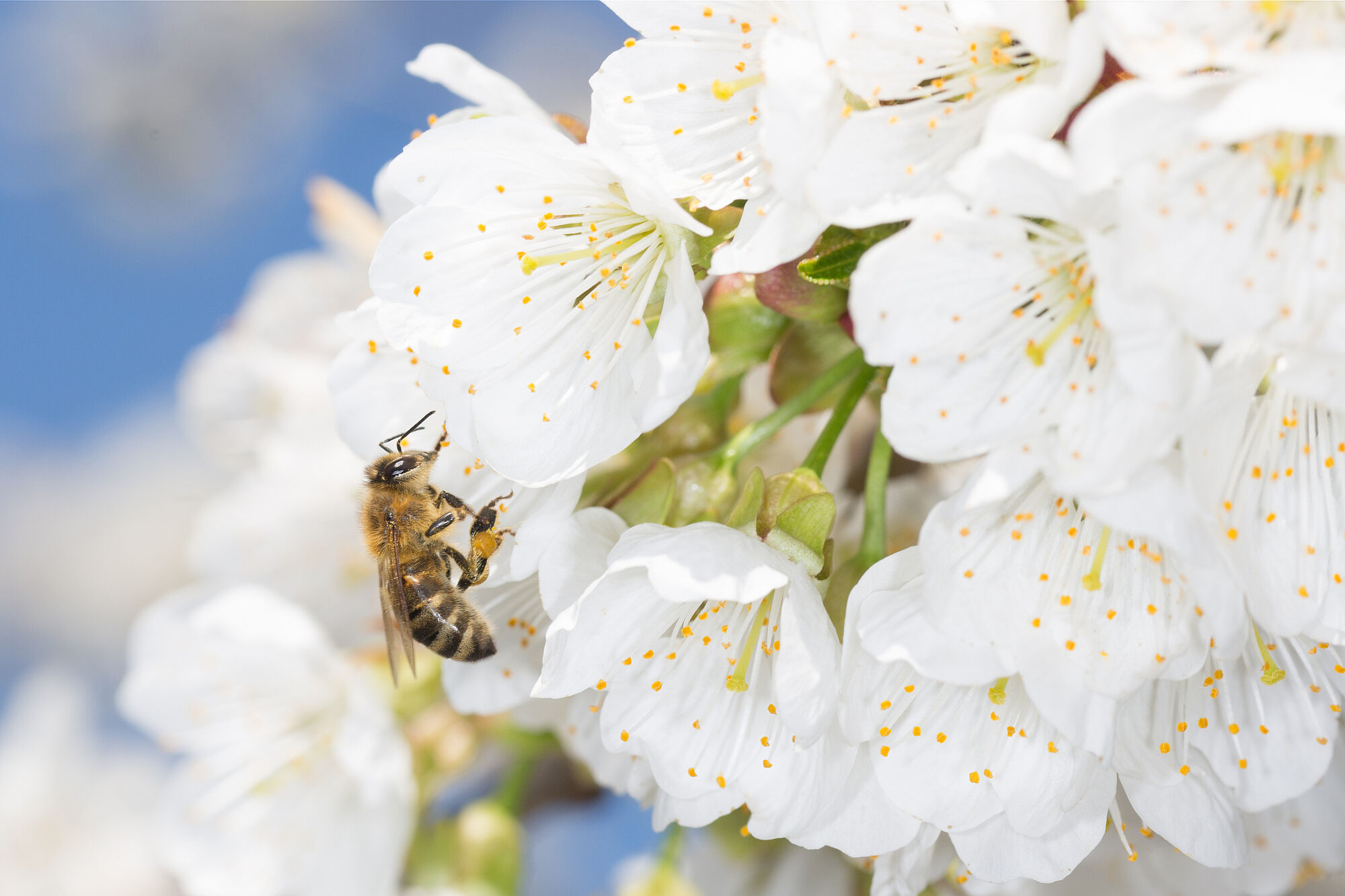 Bild: Kirschblüte; Johannes Selmansberger Bild: Kirschblüte; Johannes Selmansberger