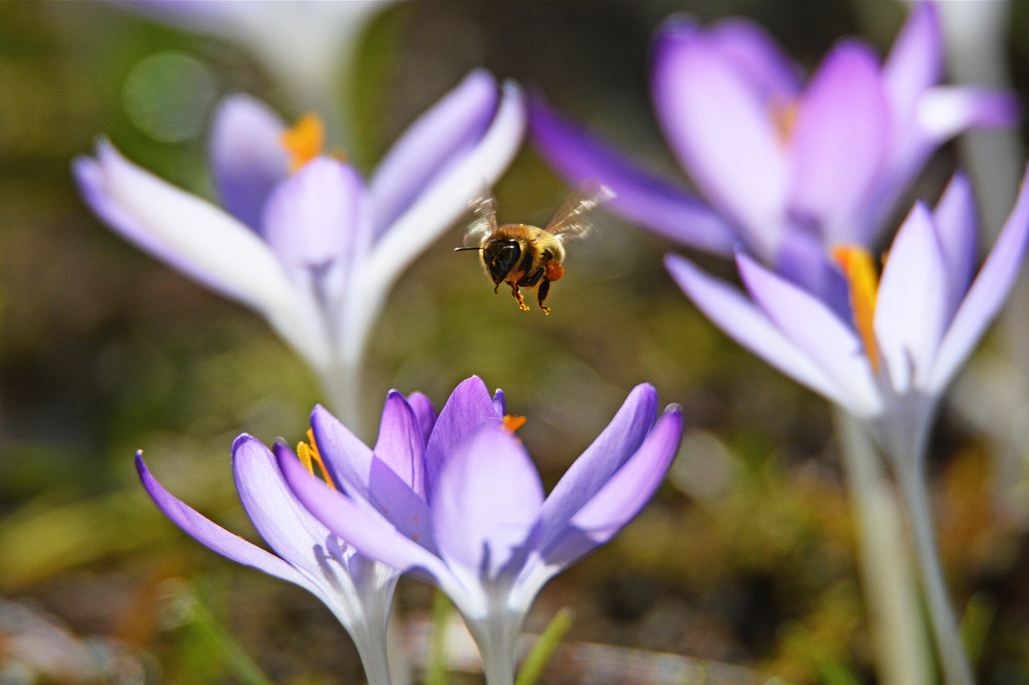 Bild: Frühlings-Krokus; Toni Mader Bild: Frühlings-Krokus; Toni Mader