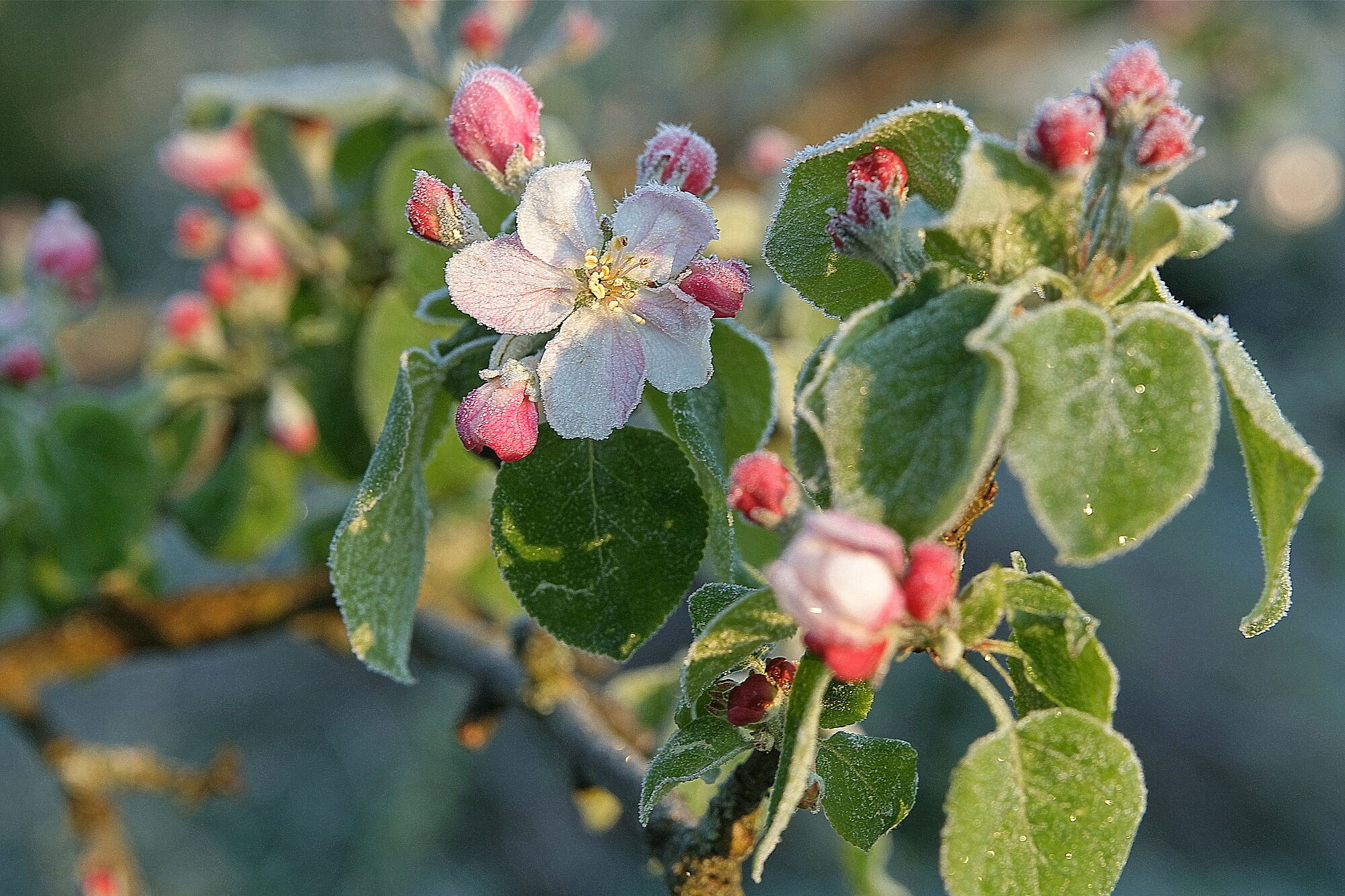 Bild: Wilder Apfel; Wolfgang Schödel Bild: Wilder Apfel; Wolfgang Schödel